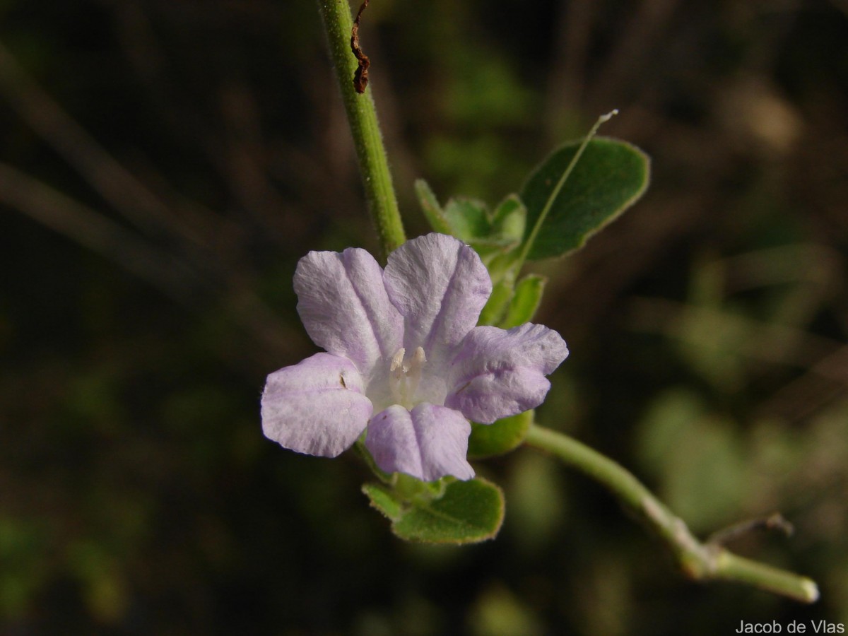 Ruellia patula Jacq.